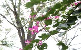 Tím biếc một góc trời Hà Nội
